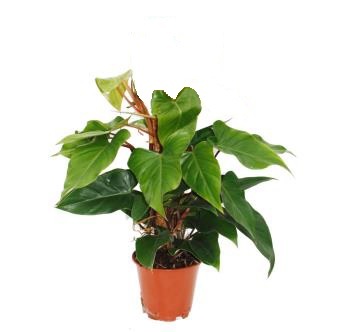 PHILODENDRON "RED EMERALD"