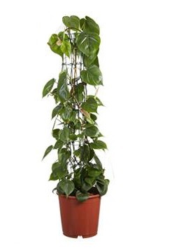 PHILODENDRON SCANDENS